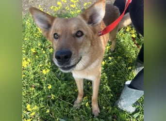 Frida - eine Traumhündin mit wunderschönen Ohren