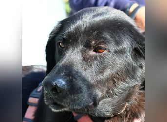 Calvin – Zurückhaltender Schatz wartet auf Zuhaus mit Herz und Pfote