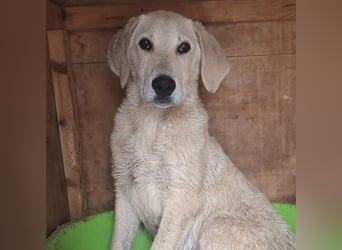 Lupin - freundlicher junger Bub