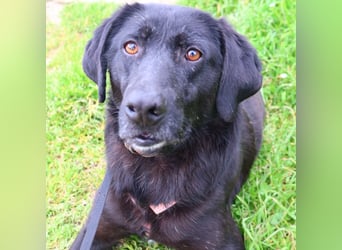 Calvin – Zurückhaltender Schatz wartet auf Zuhaus mit Herz und Pfote