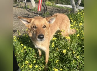 Frida - eine Traumhündin mit wunderschönen Ohren