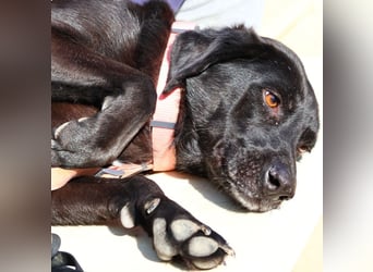 Calvin – Zurückhaltender Schatz wartet auf Zuhaus mit Herz und Pfote