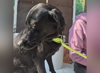 Calvin – Zurückhaltender Schatz wartet auf Zuhaus mit Herz und Pfote