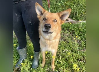 Frida - eine Traumhündin mit wunderschönen Ohren