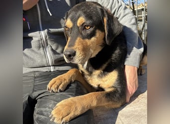 Tepp - junger, fröhlicher Bub