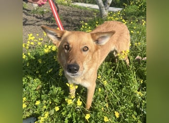 Frida - eine Traumhündin mit wunderschönen Ohren