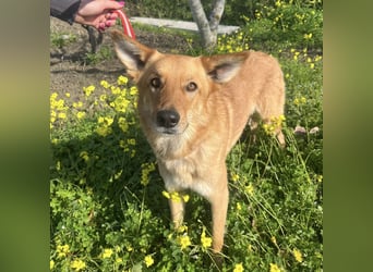 Frida - eine Traumhündin mit wunderschönen Ohren