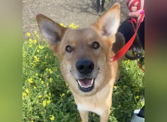 Frida - eine Traumhündin mit wunderschönen Ohren