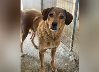 Mikosch, geb. ca. 01/2024, lebt in GRIECHENLAND, im städt. Tierheim Serres