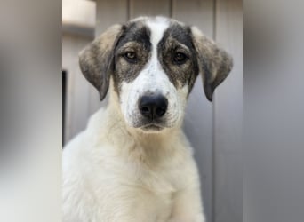 Adele, geb. ca. 02/2024, lebt in GRIECHENLAND, im städt. Tierheim Serres