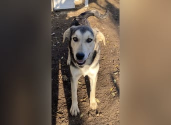 Vojan, geb. ca. 05/2024, lebt in GRIECHENLAND, im städt. Tierheim Serres