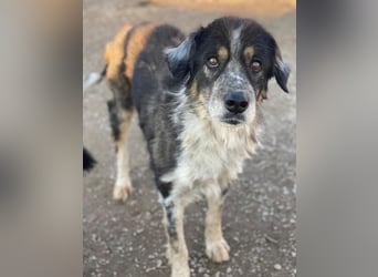 Bente, geb. ca. 04/2020, lebt in GRIECHENLAND, im städt. Tierheim Serres