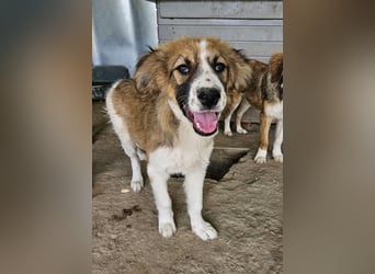 Barkley, geb. ca. 10/2024, lebt in GRIECHENLAND, auf einer privaten Pflegestelle