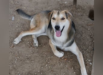 Leo, geb. ca. 12/2023, lebt in GRIECHENLAND, im städt. Tierheim Serres