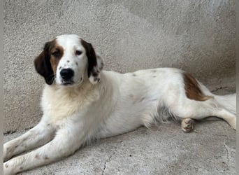 Fidi, geb. ca. 08/2025, lebt in GRIECHENLAND, im städt. Tierheim Serres