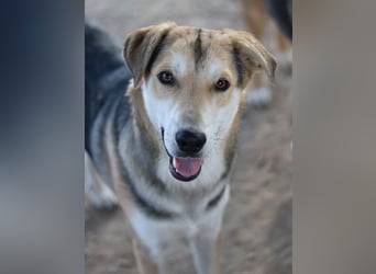 Leo, geb. ca. 12/2023, lebt in GRIECHENLAND, im städt. Tierheim Serres