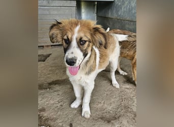 Barkley, geb. ca. 10/2024, lebt in GRIECHENLAND, auf einer privaten Pflegestelle