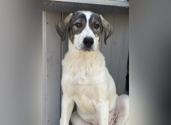 Adele, geb. ca. 02/2024, lebt in GRIECHENLAND, im städt. Tierheim Serres