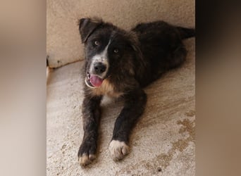 Apollo, geb. ca. 11/2023, lebt in GRIECHENLAND, im städt. Tierheim Serres