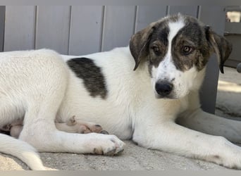 Adele, geb. ca. 02/2024, lebt in GRIECHENLAND, im städt. Tierheim Serres