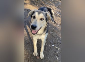 Vojan, geb. ca. 05/2024, lebt in GRIECHENLAND, im städt. Tierheim Serres