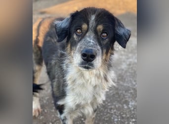 Bente, geb. ca. 04/2020, lebt in GRIECHENLAND, im städt. Tierheim Serres