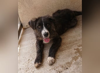 Apollo, geb. ca. 11/2023, lebt in GRIECHENLAND, im städt. Tierheim Serres