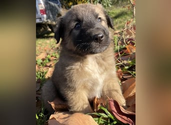 Kalani, geb. ca. 09/2025, lebt in GRIECHENLAND, auf einem Gelände, auf dem die Hunde notdürftig vers