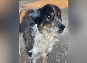 Bente, geb. ca. 04/2020, lebt in GRIECHENLAND, im städt. Tierheim Serres