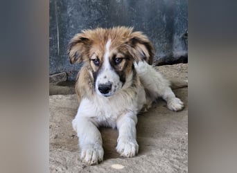 Barkley, geb. ca. 10/2024, lebt in GRIECHENLAND, auf einer privaten Pflegestelle