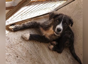 Apollo, geb. ca. 11/2023, lebt in GRIECHENLAND, im städt. Tierheim Serres