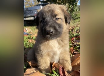 Kalani, geb. ca. 09/2025, lebt in GRIECHENLAND, auf einem Gelände, auf dem die Hunde notdürftig vers