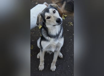 Vojan, geb. ca. 05/2024, lebt in GRIECHENLAND, im städt. Tierheim Serres