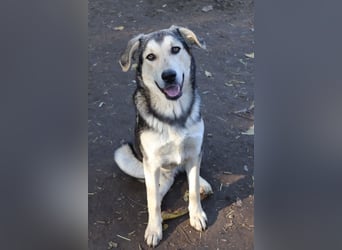 Vojan, geb. ca. 05/2024, lebt in GRIECHENLAND, im städt. Tierheim Serres