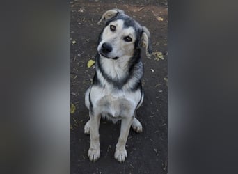 Vojan, geb. ca. 05/2024, lebt in GRIECHENLAND, im städt. Tierheim Serres