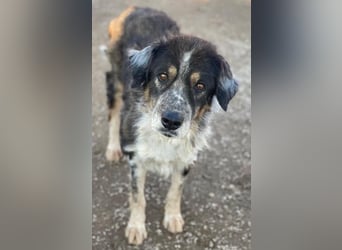 Bente, geb. ca. 04/2020, lebt in GRIECHENLAND, im städt. Tierheim Serres