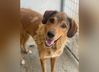 Mikosch, geb. ca. 01/2024, lebt in GRIECHENLAND, im städt. Tierheim Serres