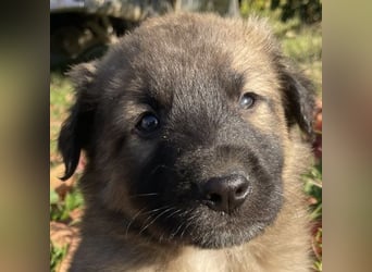 Kalani, geb. ca. 09/2025, lebt in GRIECHENLAND, auf einem Gelände, auf dem die Hunde notdürftig vers