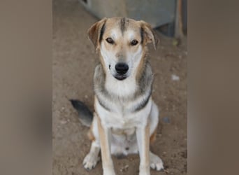 Leo, geb. ca. 12/2023, lebt in GRIECHENLAND, im städt. Tierheim Serres