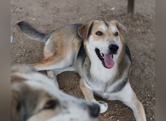 Leo, geb. ca. 12/2023, lebt in GRIECHENLAND, im städt. Tierheim Serres