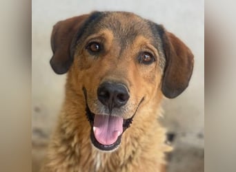 Mikosch, geb. ca. 01/2024, lebt in GRIECHENLAND, im städt. Tierheim Serres