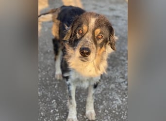 Bente, geb. ca. 04/2020, lebt in GRIECHENLAND, im städt. Tierheim Serres