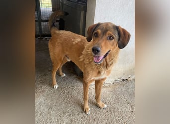 Mikosch, geb. ca. 01/2024, lebt in GRIECHENLAND, im städt. Tierheim Serres