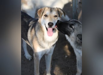 Leo, geb. ca. 12/2023, lebt in GRIECHENLAND, im städt. Tierheim Serres