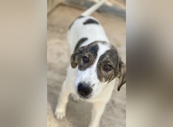 Adele, geb. ca. 02/2024, lebt in GRIECHENLAND, im städt. Tierheim Serres