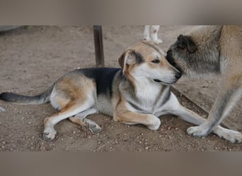 Leo, geb. ca. 12/2023, lebt in GRIECHENLAND, im städt. Tierheim Serres