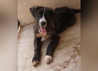 Apollo, geb. ca. 11/2023, lebt in GRIECHENLAND, im städt. Tierheim Serres