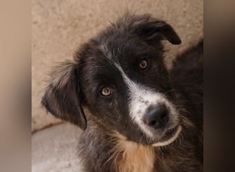 Apollo, geb. ca. 11/2023, lebt in GRIECHENLAND, im städt. Tierheim Serres