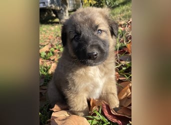 Kalani, geb. ca. 09/2025, lebt in GRIECHENLAND, auf einem Gelände, auf dem die Hunde notdürftig vers