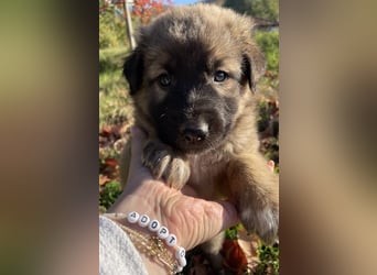 Kalani, geb. ca. 09/2025, lebt in GRIECHENLAND, auf einem Gelände, auf dem die Hunde notdürftig vers